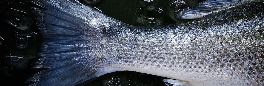 Menjaga Kesegaran Ikan